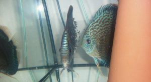 Discus-Red Tyrkys-Red melon