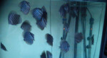 Discus-Red Tyrkys-Red melon – fotka 3