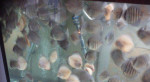 Discus-Red Tyrkys-Red melon – fotka 4