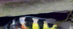 Africké cichlidy – fotka 3