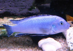 Rybičky - Cichlidy - predaj – fotka 4