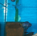 Africke cichlidy – fotka 4