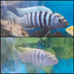 Cichlidy – fotka 4