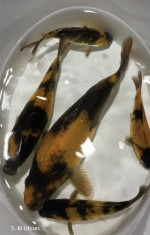KOI kapre  – fotka 2