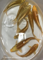 KOI kapre  – fotka 3