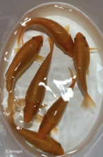 KOI kapre  – fotka 4